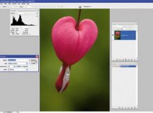 Quan sát bức ảnh chụp non với dải Histogram nghiêng hẳn về phía giữa và trái