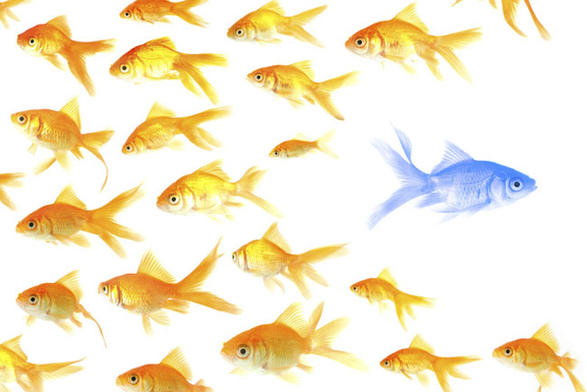 Lời khuyên cho doanh nghiệp khi không có sự khác biệt với đối thủ