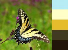 Lấy cảm hứng phối màu thiết kế từ đâu?