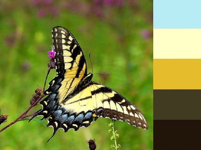 Lấy cảm hứng phối màu thiết kế từ đâu?