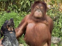 Bật mí bí kíp để có hình ảnh hút like và share cho chiến dịch marketing online