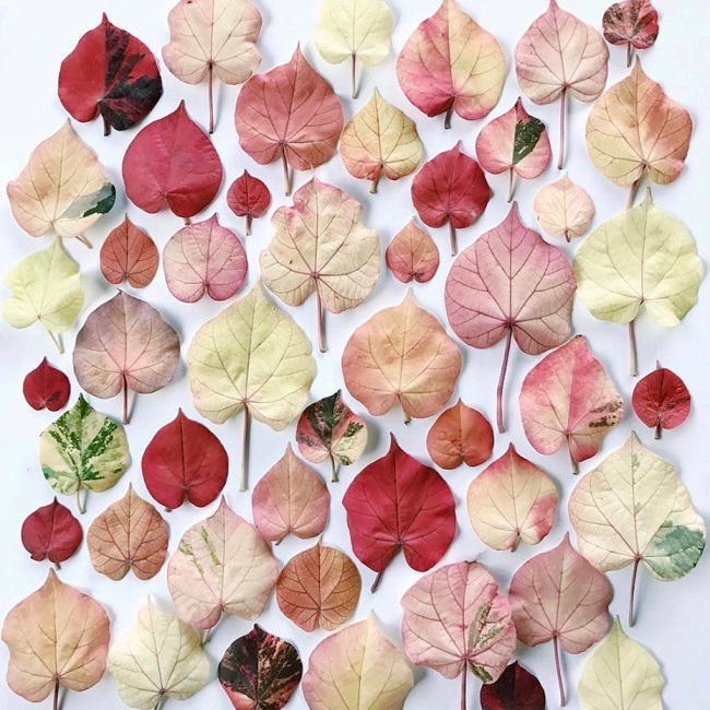 Bật mí bí kíp để có hình ảnh hút like và share cho chiến dịch marketing online